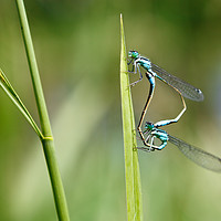 Buy canvas prints of Closeup of green dragonfly copulating by Łukasz Szczepański