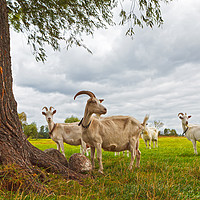 Buy canvas prints of Three goats on green pasture by Łukasz Szczepański