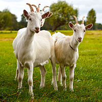 Buy canvas prints of Three goats on green pasture by Łukasz Szczepański