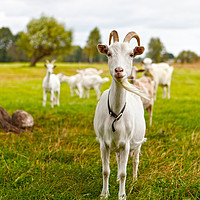 Buy canvas prints of Domestic goats on green pasture by Łukasz Szczepański