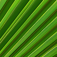 Buy canvas prints of Green palm leaf close-up by Łukasz Szczepański