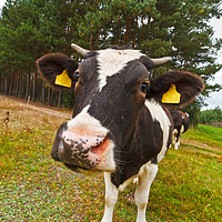 Buy canvas prints of Cow looking at camera by Łukasz Szczepański