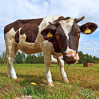 Buy canvas prints of Funny cow looking at camera by Łukasz Szczepański
