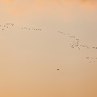 Buy canvas prints of Flock of birds ans plane against orange sky by Łukasz Szczepański