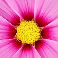 Buy canvas prints of Closeup of pink flower with yellow stamens by Łukasz Szczepański