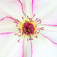 Buy canvas prints of Closeup of pink flower with pink stamens by Łukasz Szczepański