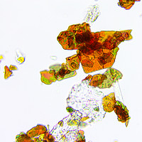 Buy canvas prints of Microscopic image of gold eyeshadow by Łukasz Szczepański