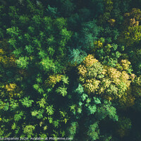 Buy canvas prints of Aerial view of color autumn forest by Łukasz Szczepański