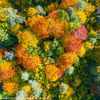 Buy canvas prints of Aerial top down view of vibrant colorful autumn fo by Łukasz Szczepański
