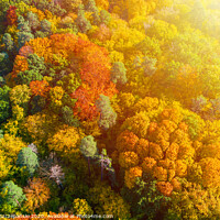 Buy canvas prints of Aerial view of color autumn forest and sunset by Łukasz Szczepański