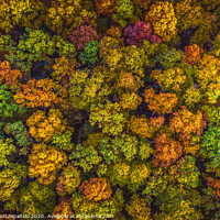 Buy canvas prints of Aerial top down view view of vibrant color autumn  by Łukasz Szczepański