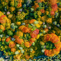 Buy canvas prints of Aerial top down view of vibrant colorful autumn fo by Łukasz Szczepański