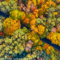 Buy canvas prints of Aerial view of road through colorful autumn forest by Łukasz Szczepański
