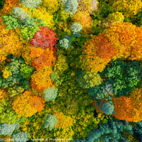 Buy canvas prints of Aerial view of color autumn forest by Łukasz Szczepański