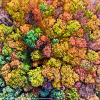 Buy canvas prints of Aerial top down view of colorful autumn forest, vi by Łukasz Szczepański