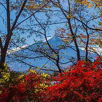 Buy canvas prints of Mt Fuji through the autumn trees by Kevin Livingstone