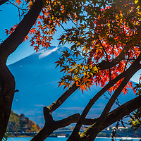 Buy canvas prints of Mt Fuji and Japanese maple trees by Kevin Livingstone