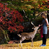 Buy canvas prints of Feeding the hungry deer, Nara, Japan by Kevin Livingstone