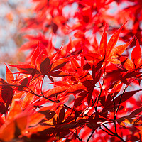 Buy canvas prints of Blood red maple leaves by Kevin Livingstone