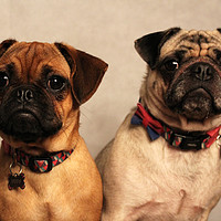Buy canvas prints of Two Beautiful Posing Pug Dogs by Jessica Richardson