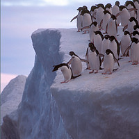 Buy canvas prints of Do I or Don't I - Penguins in the Antartica by maria munn