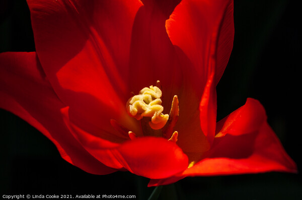 Tulip Synaeda Orange Picture Board by Linda Cooke
