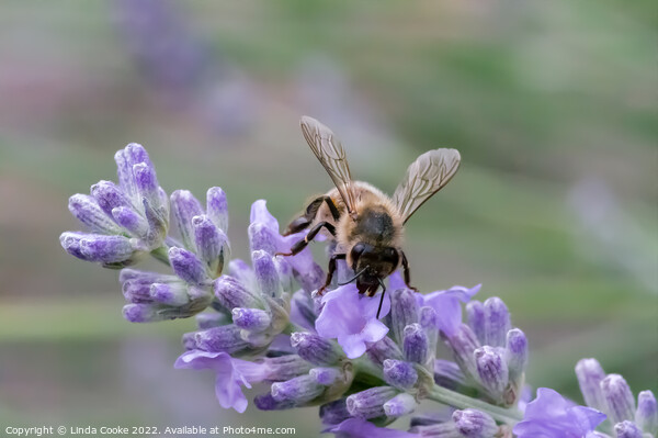 Bee on lavender flowers Picture Board by Linda Cooke