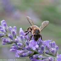 Buy canvas prints of Bee on lavender flowers by Linda Cooke