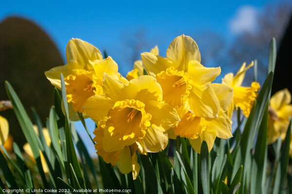 Yellow daffodils and blue sky Picture Board by Linda Cooke