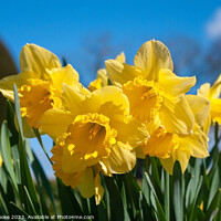 Buy canvas prints of Yellow daffodils and blue sky by Linda Cooke
