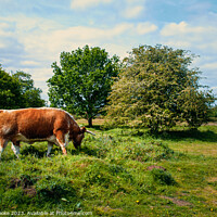 Buy canvas prints of English Longhorn on Hartlebury Common by Linda Cooke