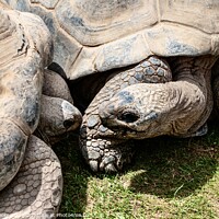 Buy canvas prints of Giant tortoises by Linda Cooke
