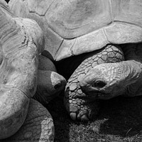 Buy canvas prints of Giant Tortoises by Linda Cooke