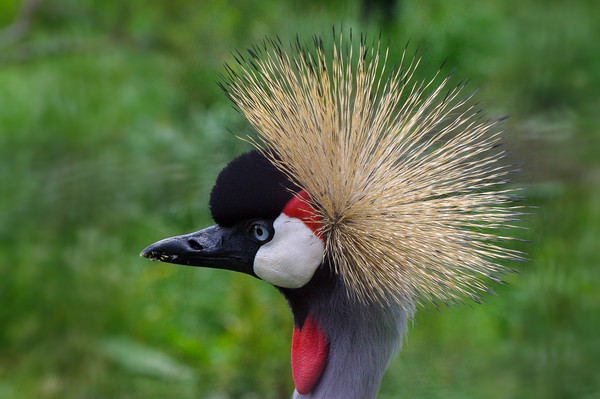 African crowned crane Picture Board by Linda Cooke