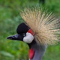 Buy canvas prints of African crowned crane by Linda Cooke