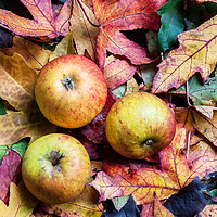 Buy canvas prints of Apples on autumn leaves. by Linda Cooke