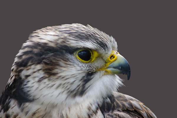 Saker falcon profile Picture Board by Linda Cooke