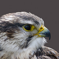 Buy canvas prints of Saker falcon profile by Linda Cooke