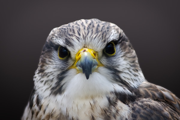 Saker falcon Picture Board by Linda Cooke