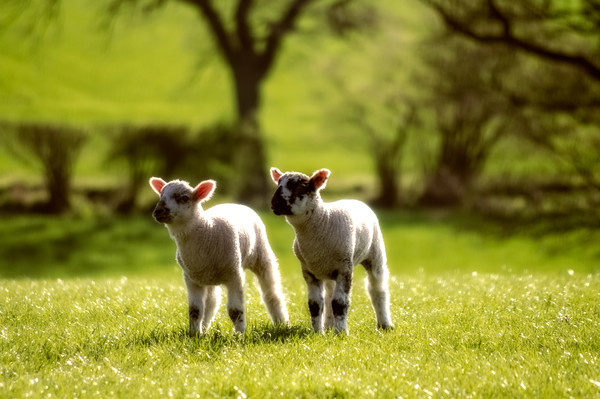Two lambs Picture Board by Linda Cooke