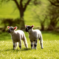 Buy canvas prints of Two lambs by Linda Cooke