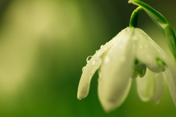 Raindrops on spring snowdrop Picture Board by Linda Cooke