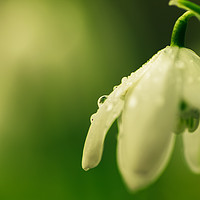 Buy canvas prints of Raindrops on spring snowdrop by Linda Cooke