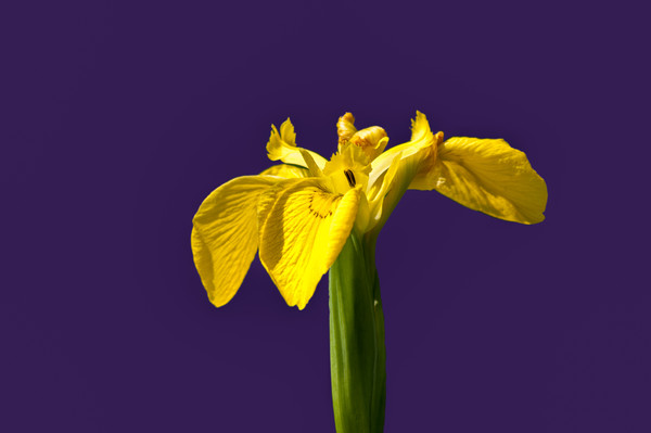 Yellow flag iris Picture Board by Linda Cooke