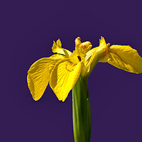 Buy canvas prints of Yellow flag iris by Linda Cooke
