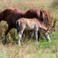 Buy canvas prints of Mare and foal by Linda Cooke