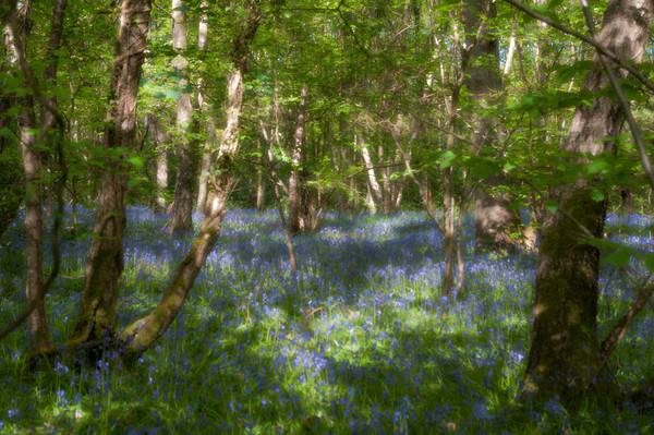 Bluebells and birches Picture Board by Linda Cooke