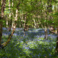 Buy canvas prints of Bluebells and birches by Linda Cooke