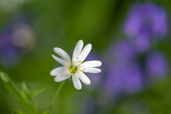 Stitchwort flower Picture Board by Linda Cooke