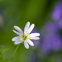 Buy canvas prints of Stitchwort flower by Linda Cooke